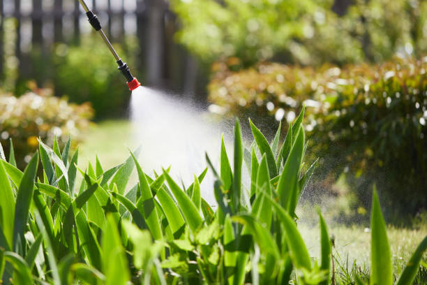 24/7 Emergency Termite Control experts in Savannah, TX